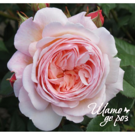 A Shropshire Lad (Э Шропшир Лед)-foto3