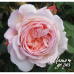 A Shropshire Lad (Э Шропшир Лед)