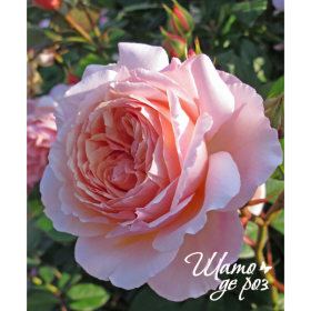 A Shropshire Lad (Э Шропшир Лед)-foto2