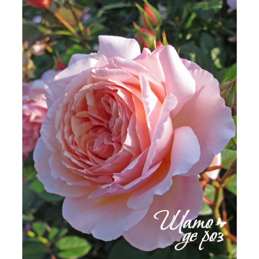 A Shropshire Lad (Э Шропшир Лед)-foto2