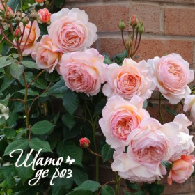 A Shropshire Lad (Э Шропшир Лед)