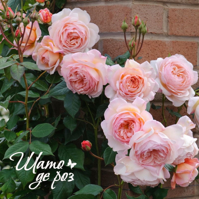 A Shropshire Lad (Э Шропшир Лед)