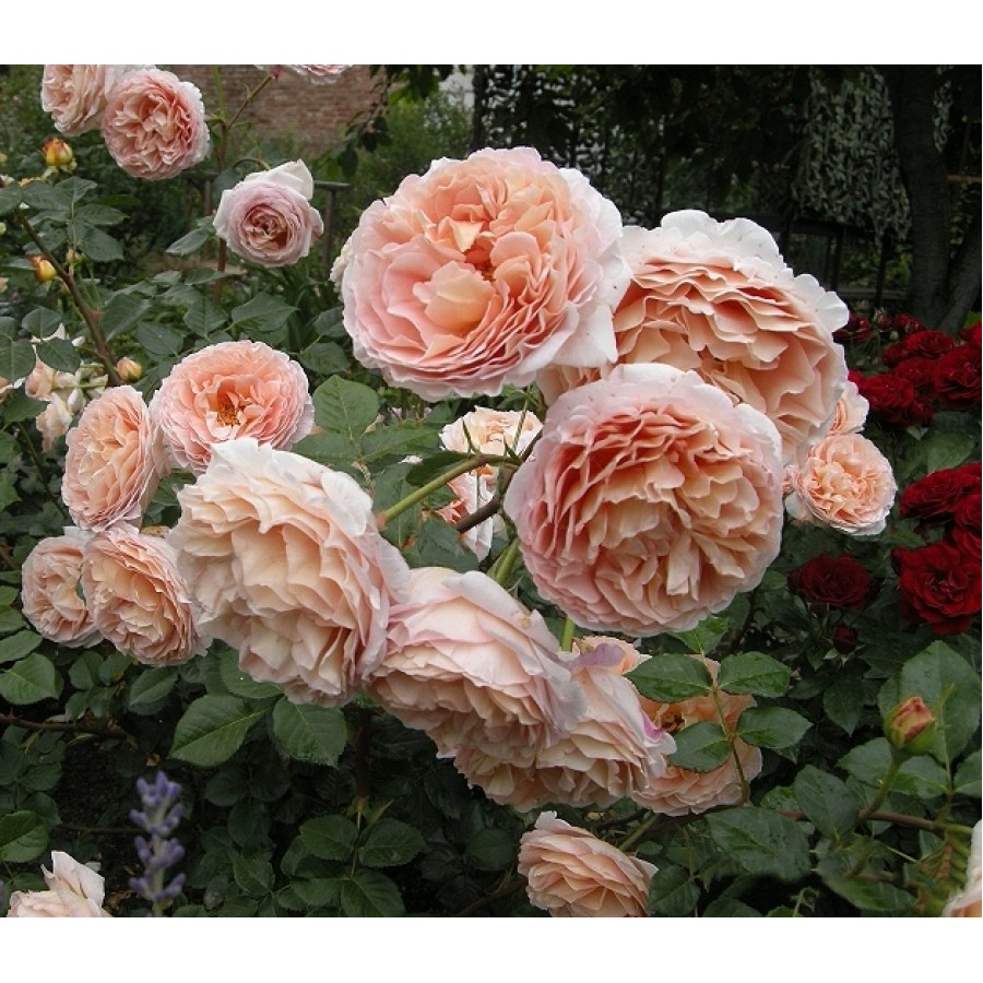 Abraham Darby (Абрахам Дерби)-foto3