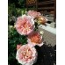 Abraham Darby (Абрахам Дерби) Abraham Darby (Абрахам Дерби)