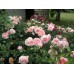 Abraham Darby (Абрахам Дерби) Abraham Darby (Абрахам Дерби)