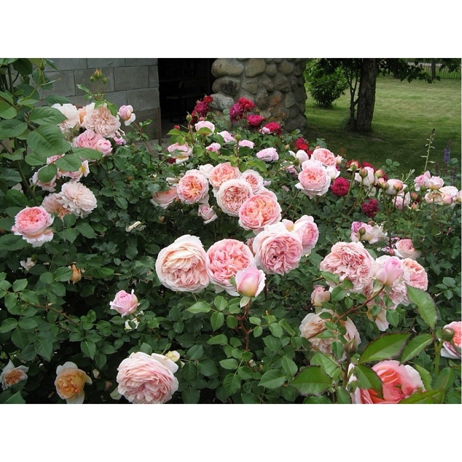 Abraham Darby (Абрахам Дерби)-foto4