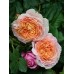 Abraham Darby (Абрахам Дерби) Abraham Darby (Абрахам Дерби)