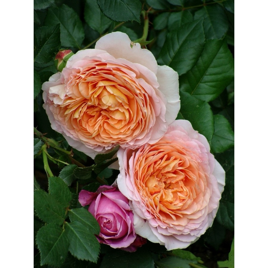Abraham Darby (Абрахам Дерби)