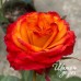 Acapulco Orange (Акапулько Оранж)