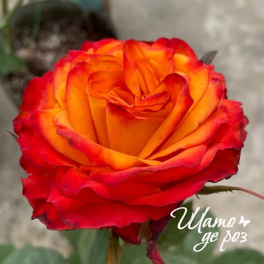 Acapulco Orange (Акапулько Оранж)