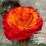 Acapulco Orange (Акапулько Оранж)