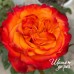 Acapulco Orange (Акапулько Оранж)