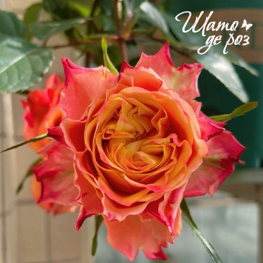 Acapulco Orange (Акапулько Оранж)-foto2