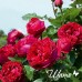 Alain Souchon (Алан Сушон) Alain Souchon (Алан Сушон)