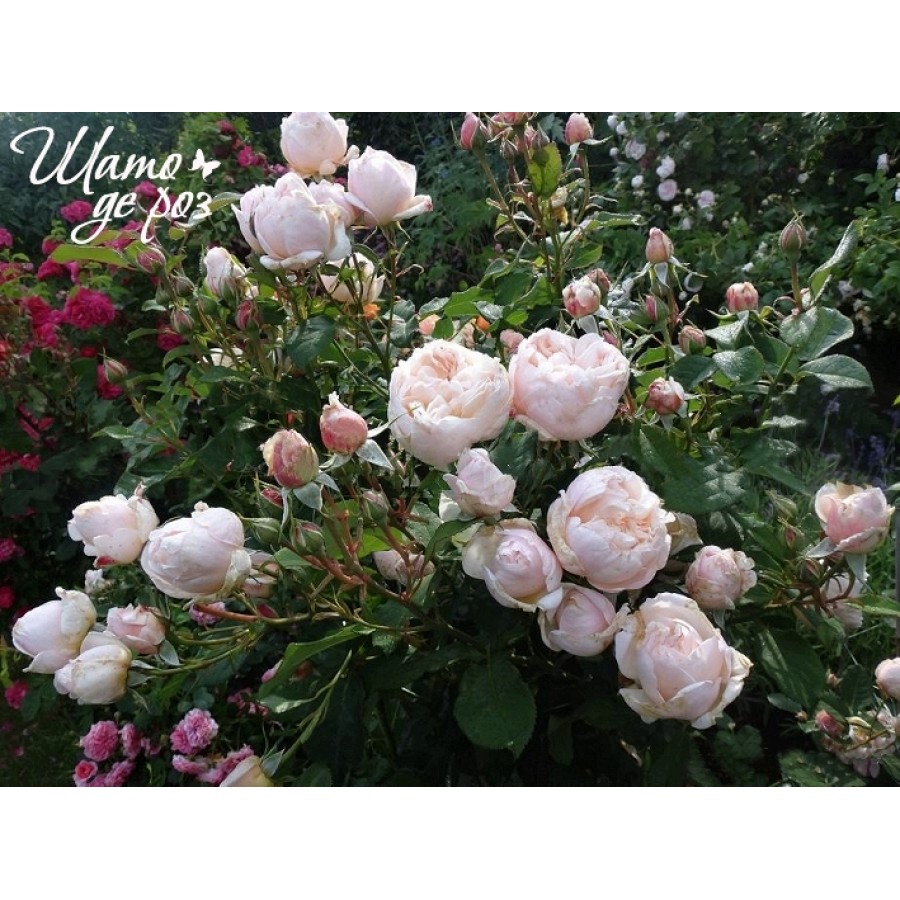 Alexandrine (Александрин)-foto3