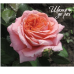 Amour de Molène (Амур де Молен) Amour de Molène (Амур де Молен)
