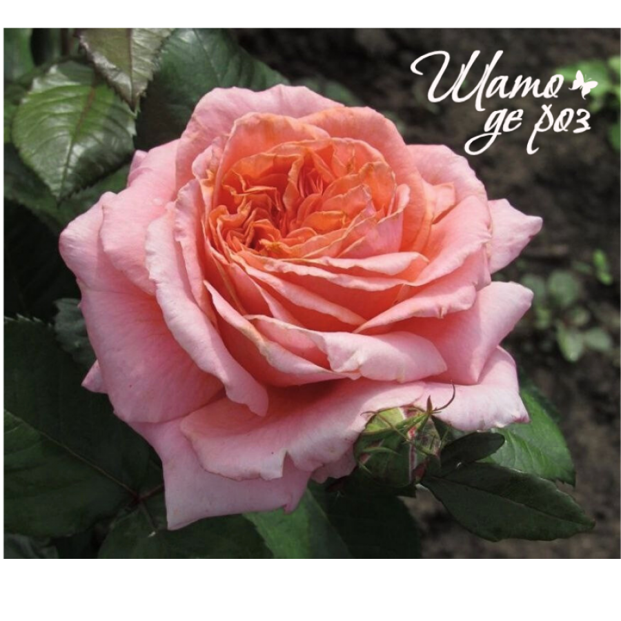 Amour de Molène (Амур де Молен)-foto2
