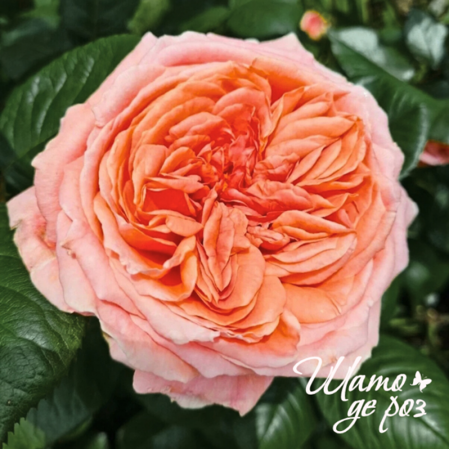 Amour de Molène (Амур де Молен)