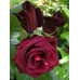 Black Baccara (Блэк Баккара)