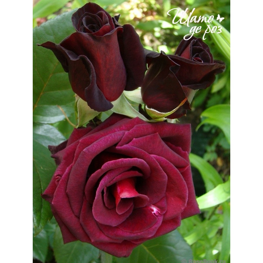 Black Baccara (Блэк Баккара)