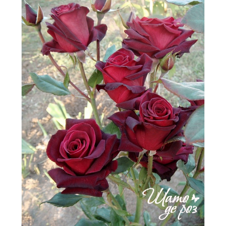 Black Baccara (Блэк Баккара)-foto2