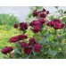 Black Baccara (Блэк Баккара)