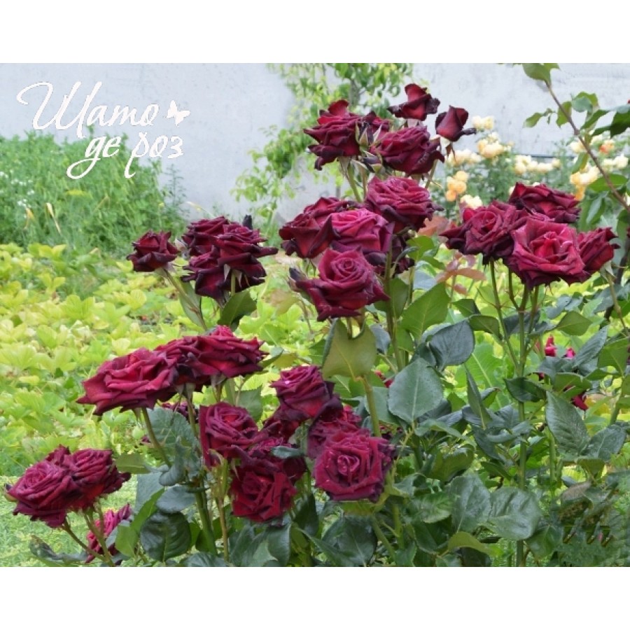 Black Baccara (Блэк Баккара)-foto3