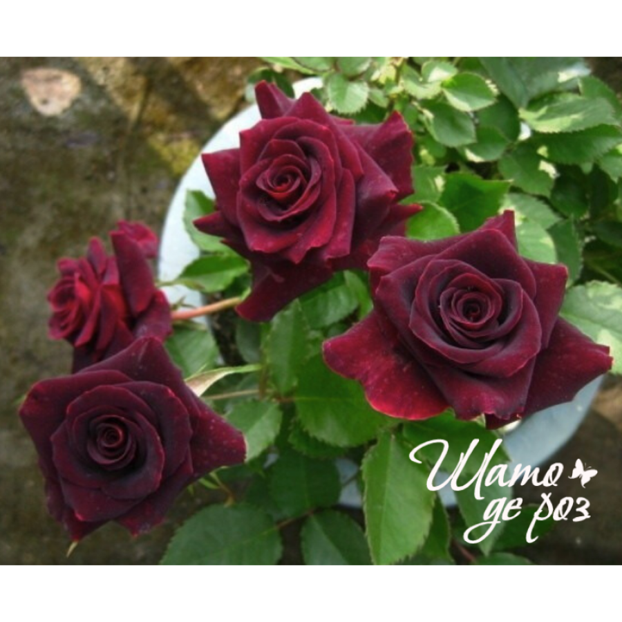 Black Beauty (Блэк Бьюти)-foto2