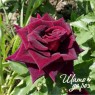 Black Beauty (Блэк Бьюти)