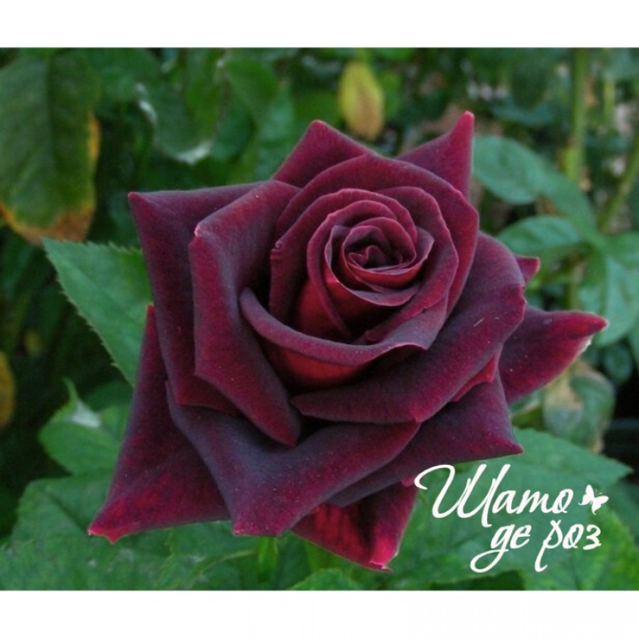 Black Beauty (Блэк Бьюти)-foto3