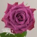 Blueberry (Блуберри) Blueberry (Блуберри)