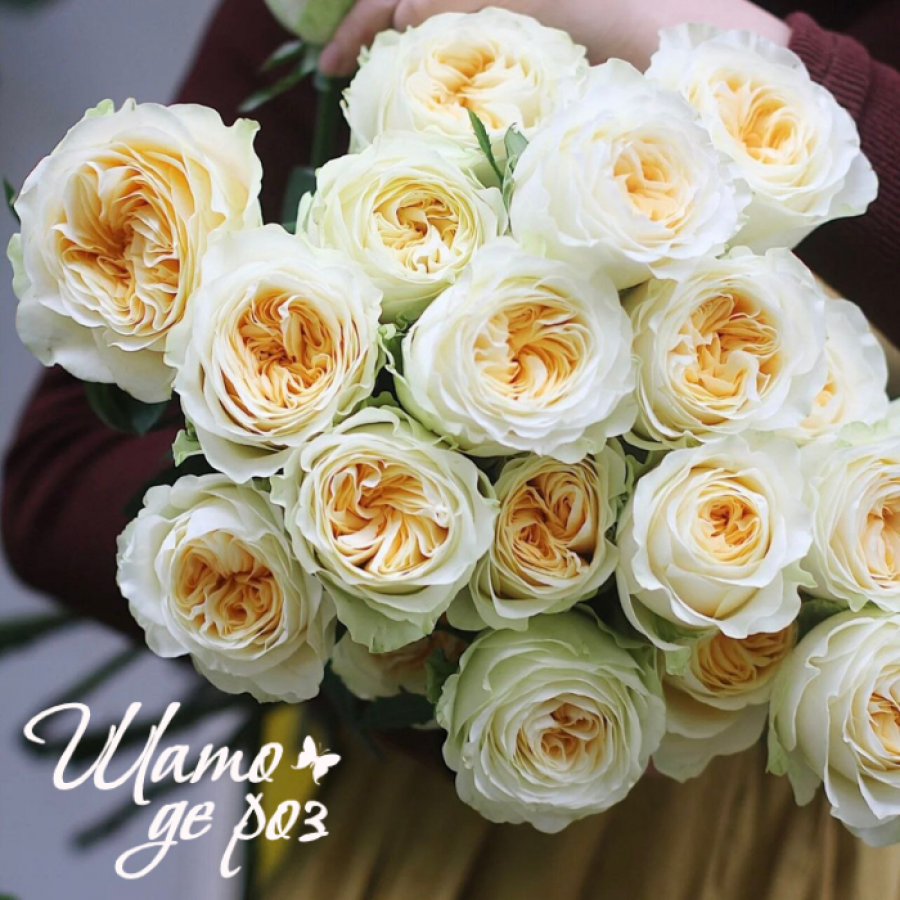 Buttercup (Баттеркап)