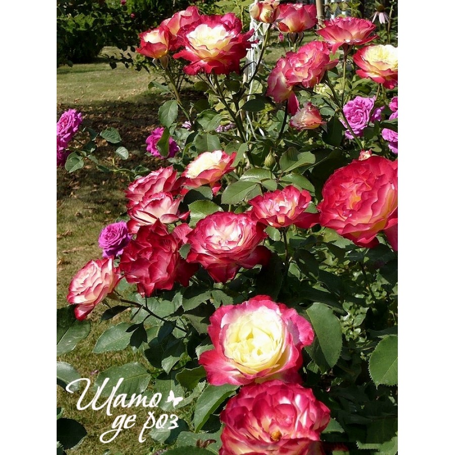 Double Delight  (Дабл Делайт)-foto2