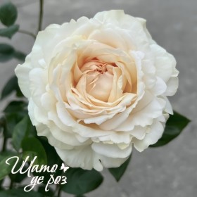 Ivory Yves Piaget (Айвори Ив Пьяже)-foto4