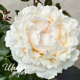 Ivory Yves Piaget (Айвори Ив Пьяже)