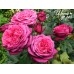Johann Wolfgang von Goethe Rose (Иоганн Вольфганг фон Гете) Johann Wolfgang von Goethe Rose (Иоганн Вольфганг фон Гете)