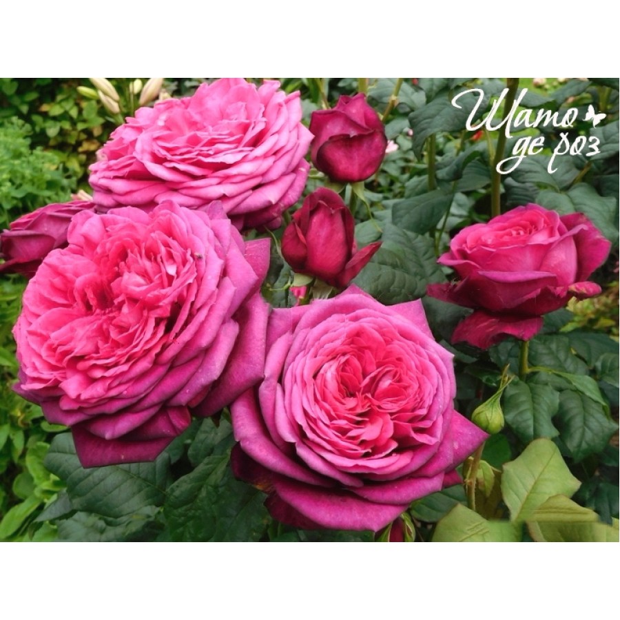 Johann Wolfgang von Goethe Rose (Иоганн Вольфганг фон Гете)-foto3