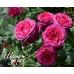 Johann Wolfgang von Goethe Rose (Иоганн Вольфганг фон Гете) Johann Wolfgang von Goethe Rose (Иоганн Вольфганг фон Гете)