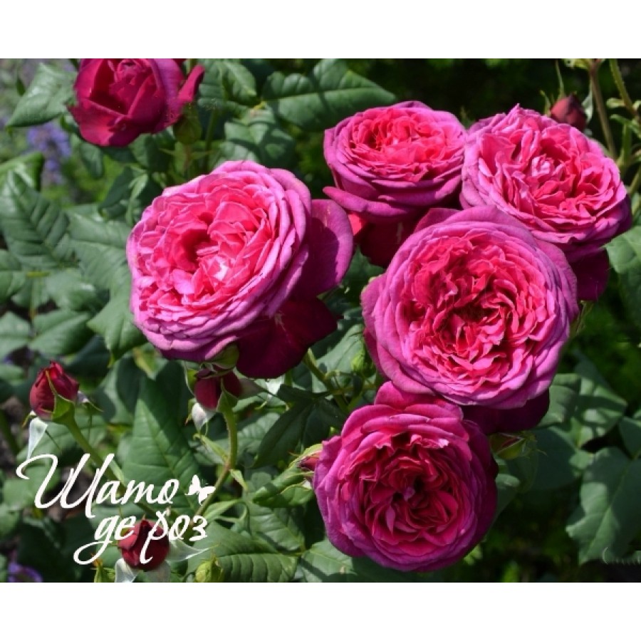 Johann Wolfgang von Goethe Rose (Иоганн Вольфганг фон Гете)-foto2