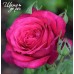 Johann Wolfgang von Goethe Rose (Иоганн Вольфганг фон Гете) Johann Wolfgang von Goethe Rose (Иоганн Вольфганг фон Гете)