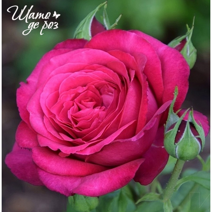 Johann Wolfgang von Goethe Rose (Иоганн Вольфганг фон Гете)