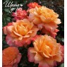 King Arthur (Кинг Артур)