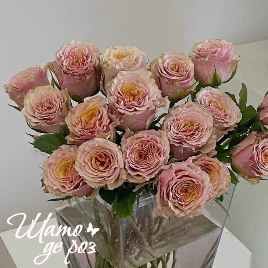 Mabella (Мабелла)-foto3