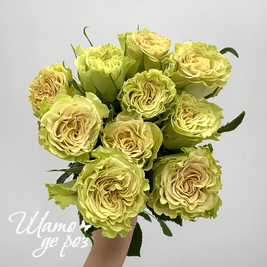 Matcha (Матча)-foto4