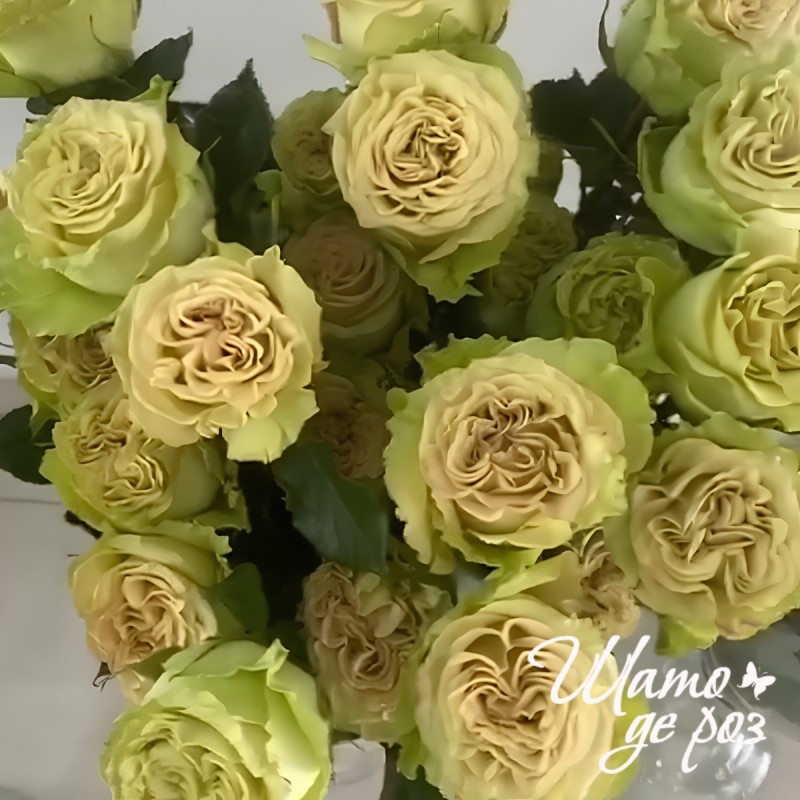 Matcha (Матча) Matcha (Матча)