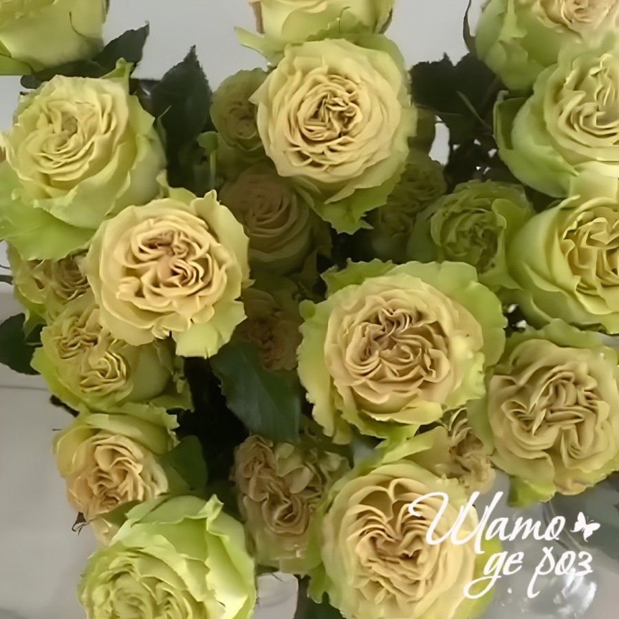 Matcha (Матча)