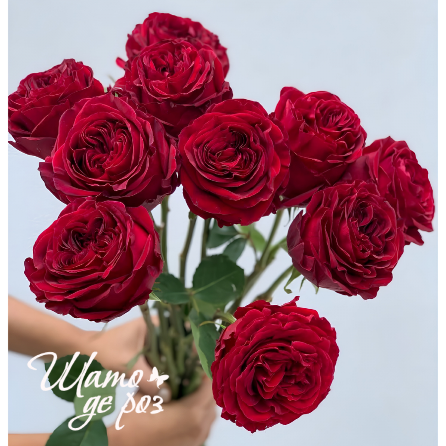 Mayra's Red (Майра Ред)-foto2