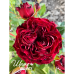 Mayra's Red (Майра Ред)