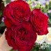 Mayra's Red (Майра Ред)