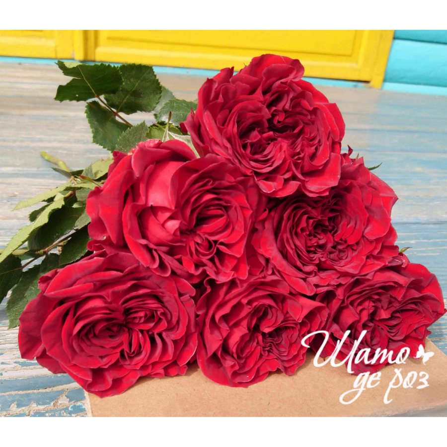 Mayra's Red (Майра Ред)-foto4